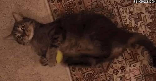 funny-gifs-kill-it-with-paws